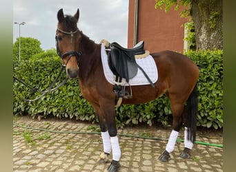 Hackney Pony, Merrie, 17 Jaar, 135 cm, Brauner