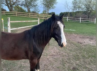 Hackney Pony, Ruin, 10 Jaar, 122 cm, Zwart