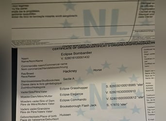 Hackney Pony, Ruin, 7 Jaar, 143 cm, Bruin