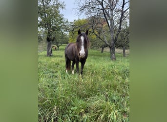 Hackney Pony, Ruin, 8 Jaar, 120 cm, Donkere-vos