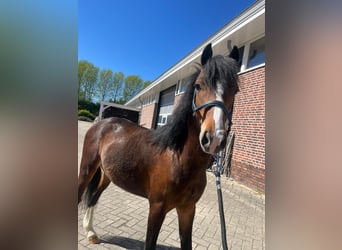 Hackney Pony, Stallion, 2 years, 11.2 hh, Brown
