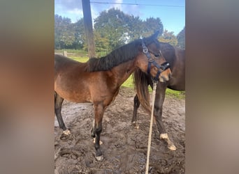 Hackney Pony, Stallion, 2 years, 13,1 hh, Brown