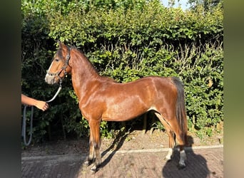 Hackney Pony, Stute, 1 Jahr, 122 cm, Brauner