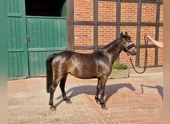 Hackney Pony, Stute, 20 Jahre, 130 cm, Brauner