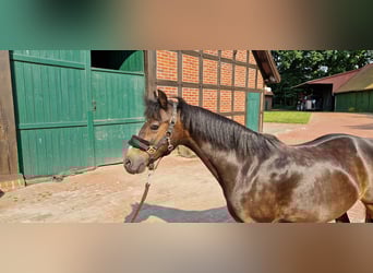 Hackney Pony, Stute, 20 Jahre, 130 cm, Brauner