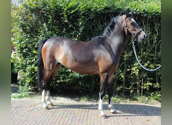Hackney Pony, Stute, 6 Jahre, 124 cm, Dunkelbrauner