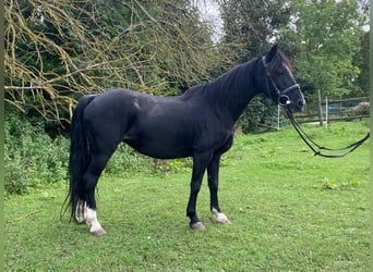 Hackney Pony, Stute, 9 Jahre, 126 cm, Rappe