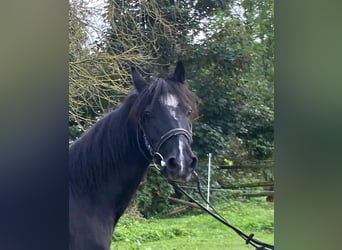 Hackney Pony, Stute, 9 Jahre, 126 cm, Rappe