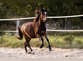 Hackney Pony, Wallach, 2 Jahre, Brauner