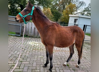 Hackney Pony, Wallach, 2 Jahre, Brauner