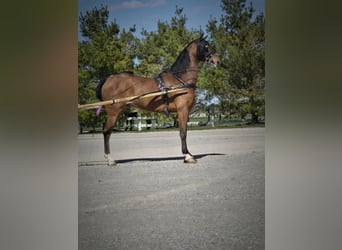 Hackney Pony, Wallach, 5 Jahre, 130 cm, Rotbrauner