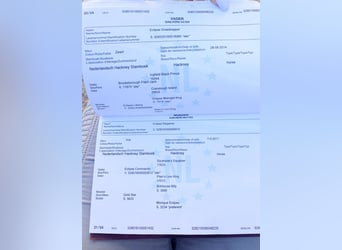 Hackney Pony, Wallach, 7 Jahre, 143 cm