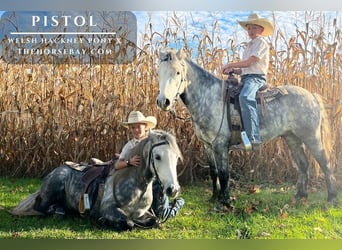 Hackney Pony, Wallach, 8 Jahre, 127 cm, Apfelschimmel