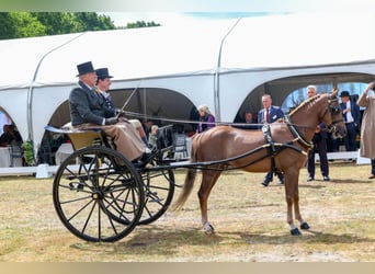 Hackney, Ruin, 4 Jaar, 136 cm, Donkere-vos