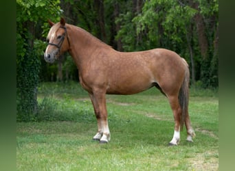 Hackney Mix, Stute, 5 Jahre, 155 cm, Hellbrauner