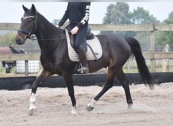 Hackney, Wallach, 18 Jahre, 156 cm