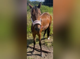 Hackney, Wallach, 2 Jahre, 128 cm, Brauner