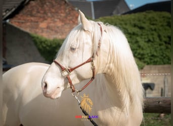Koń berberyjski, Ogier, 7 lat, 153 cm, Cremello