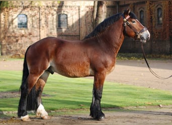 Rijnlandse Duitse Koudbloed, Hengst, 14 Jaar, 173 cm, Bruin