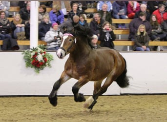 Rijnlandse Duitse Koudbloed, Hengst, 14 Jaar, 173 cm, Bruin