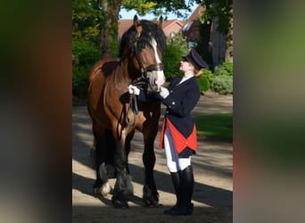 Rijnlandse Duitse Koudbloed, Hengst, 14 Jaar, 173 cm, Bruin