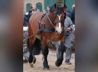 Rijnlandse Duitse Koudbloed, Hengst, 14 Jaar, 173 cm, Bruin