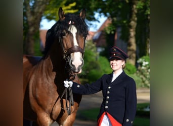 Rijnlandse Duitse Koudbloed, Hengst, 14 Jaar, 173 cm, Bruin