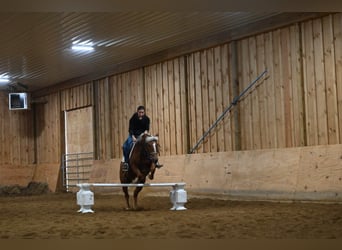 Hafliger, Klacz, 10 lat, 135 cm, Ciemnokasztanowata