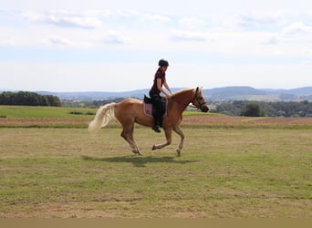 Hafliger, Klacz, 10 lat, 145 cm, Kasztanowata