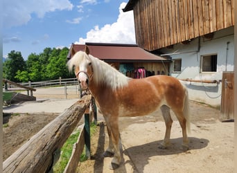 Hafliger, Klacz, 10 lat, 145 cm, Kasztanowata
