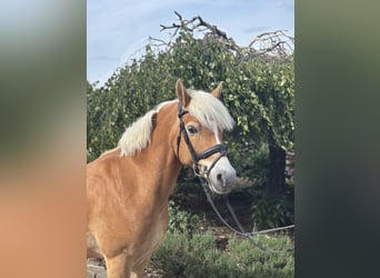 Hafliger, Klacz, 10 lat, 148 cm, Kasztanowata