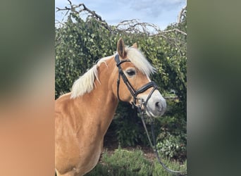 Hafliger, Klacz, 10 lat, 148 cm, Kasztanowata