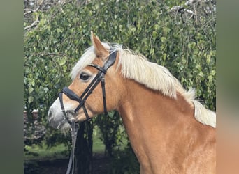 Hafliger, Klacz, 10 lat, 148 cm, Kasztanowata