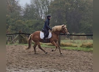 Hafliger, Klacz, 10 lat, 152 cm, Kasztanowata