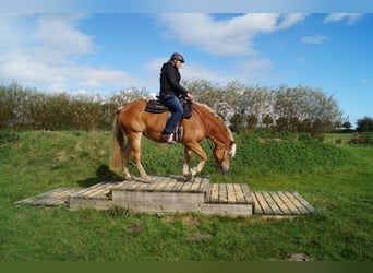 Hafliger, Klacz, 10 lat, 156 cm, Kasztanowata