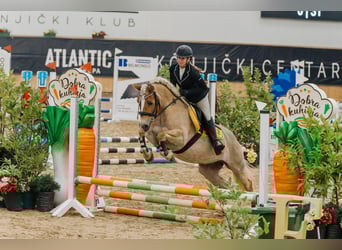 Hafliger, Klacz, 11 lat, 145 cm