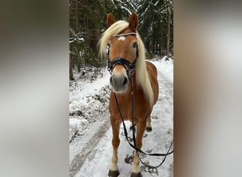 Hafliger, Klacz, 11 lat, 147 cm