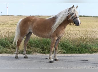 Hafliger, Klacz, 11 lat, 150 cm, Jasnogniada