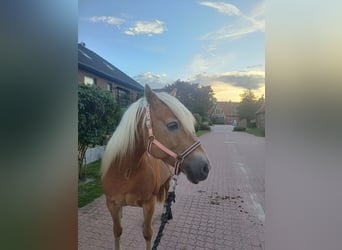 Hafliger, Klacz, 11 lat, 150 cm, Kasztanowata
