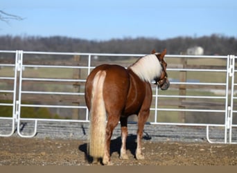 Hafliger, Klacz, 12 lat, 135 cm, Ciemnokasztanowata