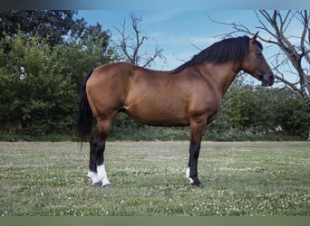 Hafliger, Klacz, 12 lat, 147 cm, Gniada