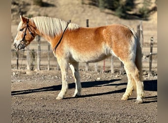 Hafliger, Klacz, 12 lat, 150 cm, Ciemnokasztanowata