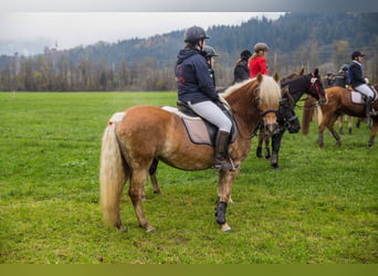 Hafliger, Klacz, 12 lat, 150 cm, Kasztanowata