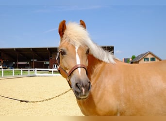 Hafliger Mix, Klacz, 13 lat, 140 cm, Izabelowata