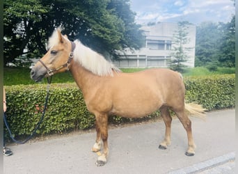 Hafliger Mix, Klacz, 13 lat, 140 cm, Izabelowata