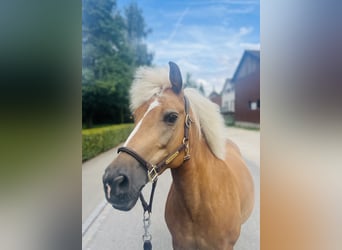 Hafliger Mix, Klacz, 13 lat, 140 cm, Izabelowata