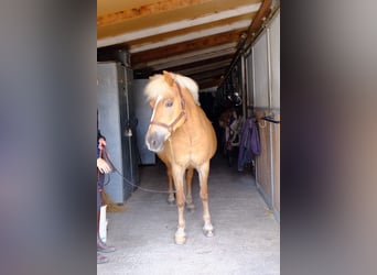 Hafliger Mix, Klacz, 13 lat, 140 cm, Izabelowata