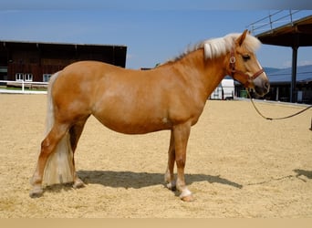 Hafliger Mix, Klacz, 13 lat, 140 cm, Izabelowata