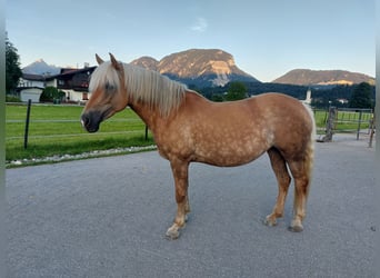 Hafliger, Klacz, 13 lat, 150 cm, Kasztanowata