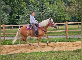 Hafliger, Klacz, 13 lat, 155 cm, Kasztanowata